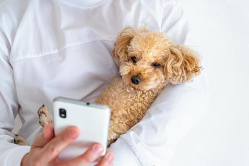 スマホで犬を撮影する 犬,写真,写真撮影の写真素材