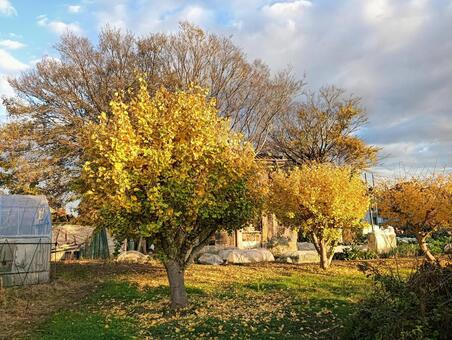 銀杏 銀杏,紅葉,植物の写真素材