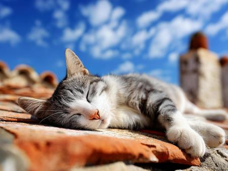屋根の上で眠る猫 屋根の上で眠る猫の写真