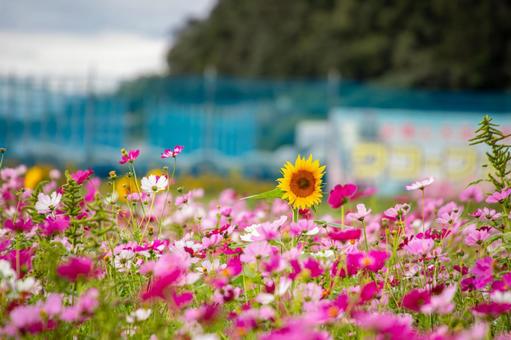 笠岡ベイファームのコスモスとヒマワリの写真