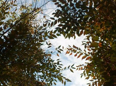 秋の空 秋の空の写真