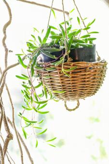 ハイキーな窓辺に吊るされた多肉植物 観葉植物,ルビーネックレス,ハンギングの写真素材