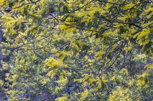 見頃を迎えたたミモザ ミモザ,花,春の写真素材