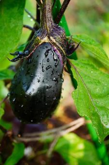 Photo, eggplant, field, vegetables, 