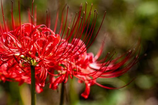 Autumn spider lilies, JPG