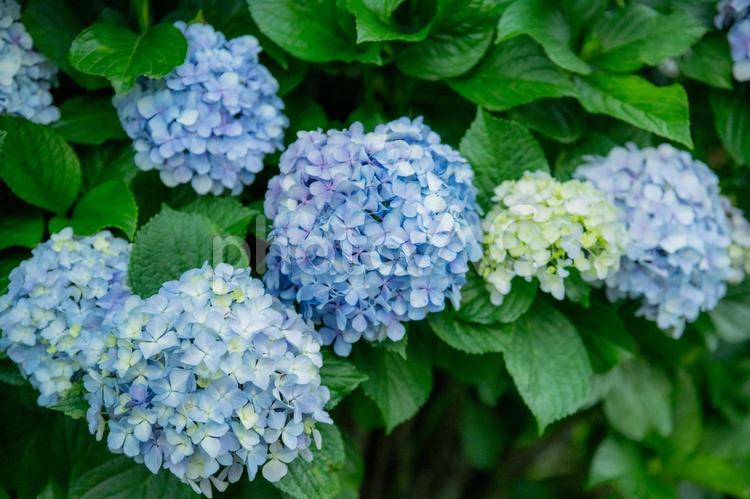 青と白の紫陽花の花のクローズアップ 紫陽花,花,ブルーの写真素材