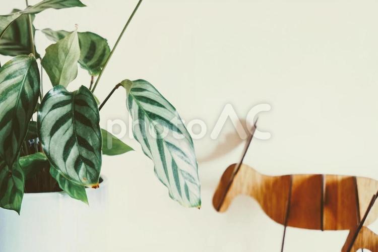 観葉植物と動物の置物の背景 植物,観葉植物,動物の写真素材