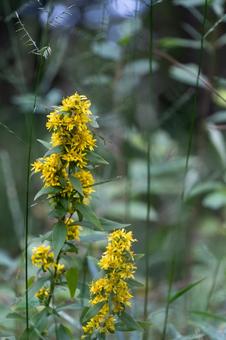 アキノキリンソウ アキノキリンソウ アキノキリンソウ,秋の麒麟草,キク科の写真素材