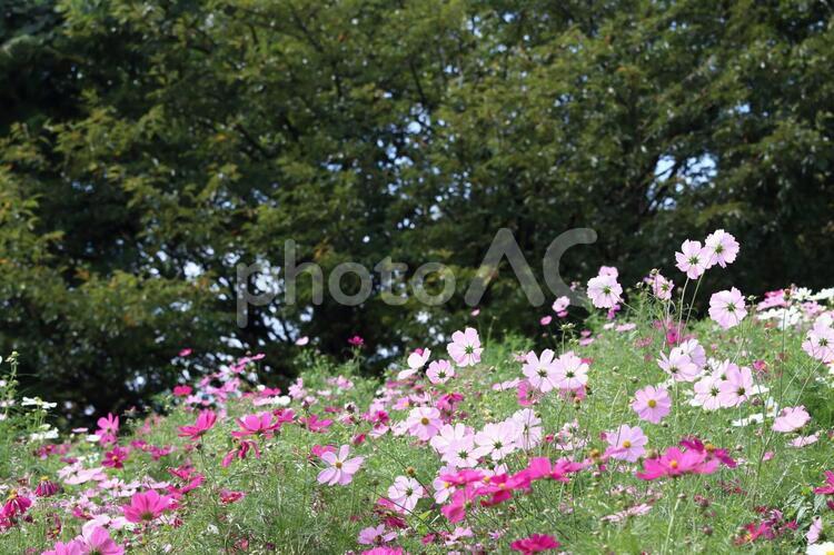 コスモスのお花畑 コスモス,花畑,風景の写真素材