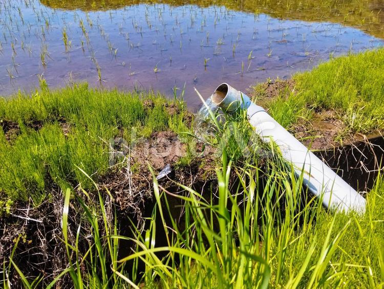 田んぼの水引き 田んぼ,水引き,透明度の写真素材