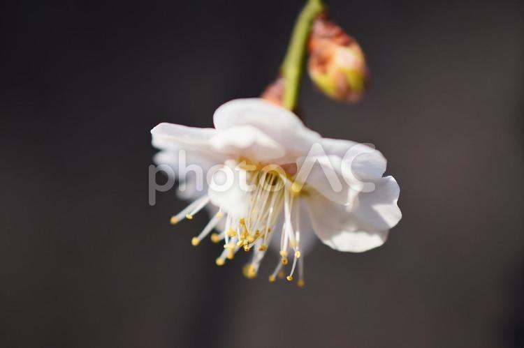 ＜春のイメージ＞梅の花 梅,花,梅花の写真素材