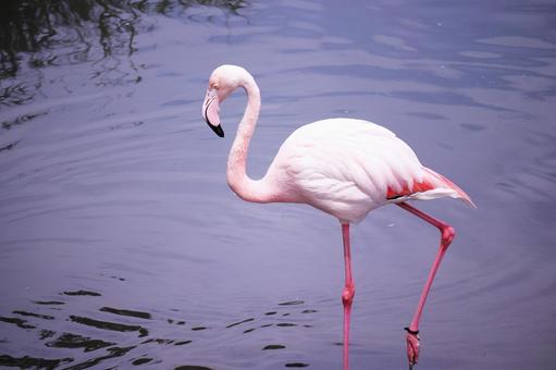 水辺で休むフラミンゴ 水辺で休むフラミンゴ フラミンゴ,鳥,動物の写真素材