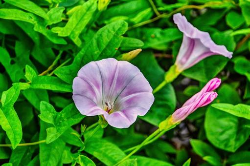 ヒルガオの花 ヒルガオ,花,植物の写真素材