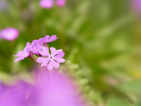 Japanese primrose, JPG Japanese primrose, JPG