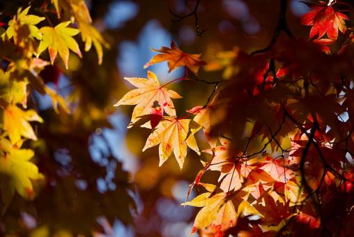 紅葉 紅葉,もみじ,秋の写真素材