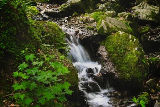 A stream on a forest road, JPG A stream on a forest road, JPG