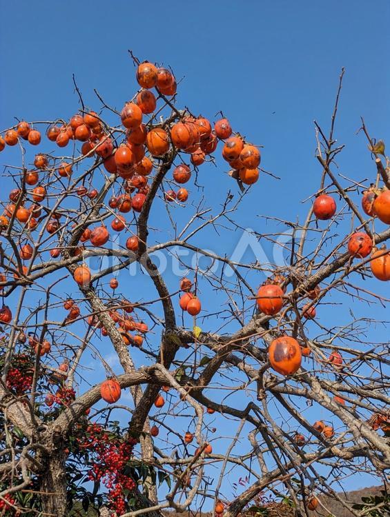 柿の木 柿,冬,木の写真素材