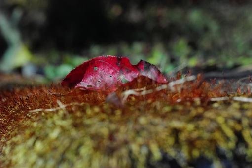 濡れた落ち葉 落ち葉,秋,色の写真素材