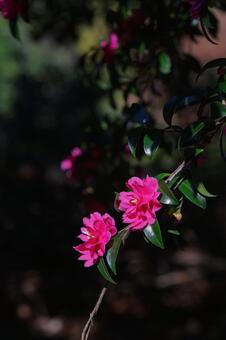 サザンカ サザンカ,山茶花,花の写真素材