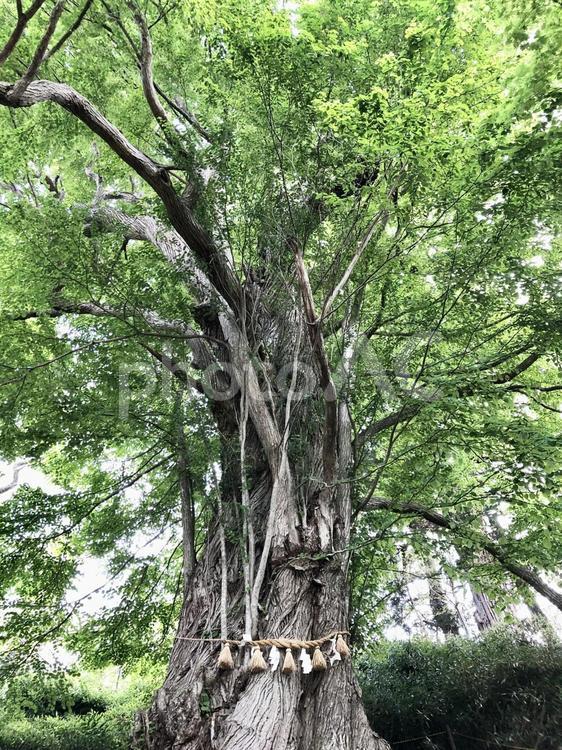 御神木 神社,木,自然の写真素材