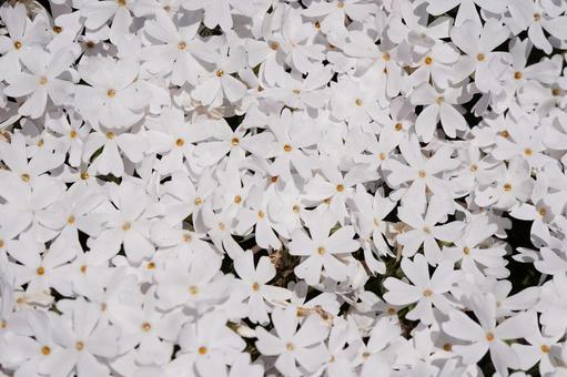 一面に咲く白色のシバザクラ 一面に咲く白色のシバザクラ シバザクラ,芝桜,ホワイトの写真素材