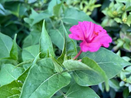 Photo, flower, summer, yellow, 