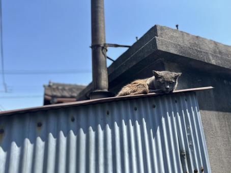 Photo, cat, roof, to relax, 