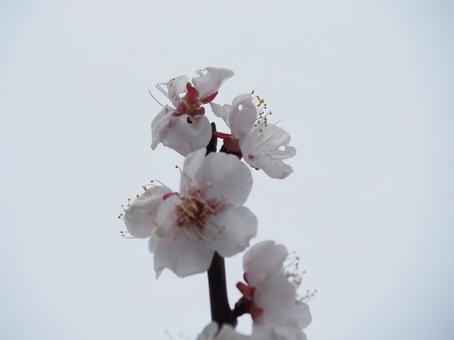 桜の花 桜の花の写真