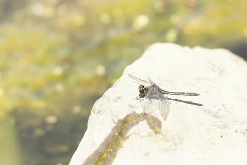 Photo, creatures, animal, insect, 