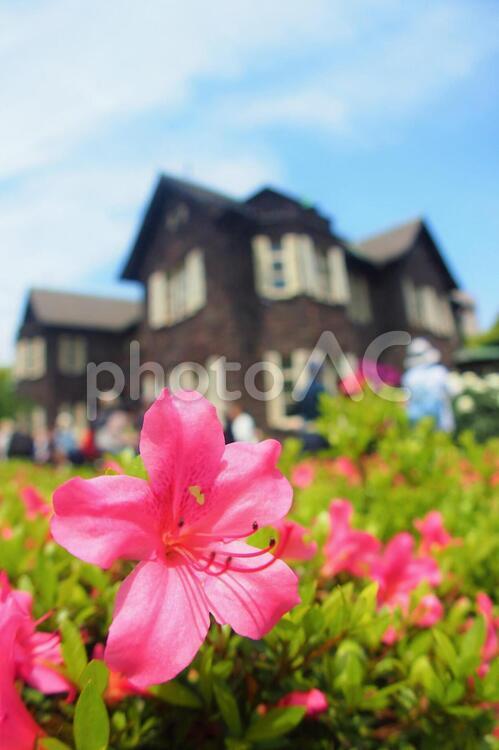 洋館とつつじの花（古河庭園） 旧古河庭園,ツツジ,花畑の写真素材
