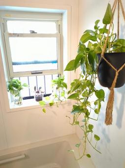 観葉植物　バスルーム　風呂場　ポトスの写真