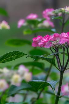 公園のアジサイ 公園のアジサイの写真