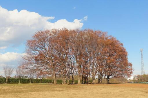 青空と紅葉の残る冬木立と広々とした公園 冬の木,公園,青空の写真素材