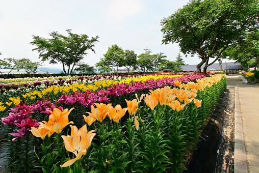 色鮮やかな満開のゆり園 色鮮やかな満開のゆり園 ゆり,ユリ,百合の写真素材