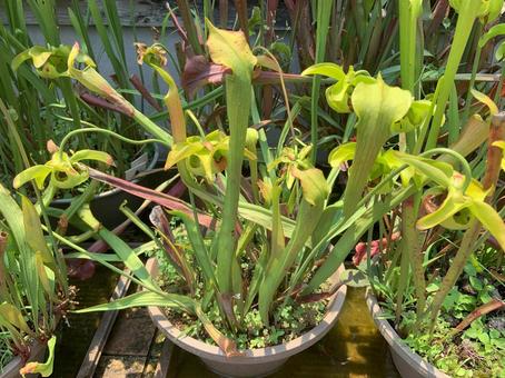 食虫植物 サラセニア 食虫植物 サラセニア 植物,食虫植物,サラセニアの写真素材