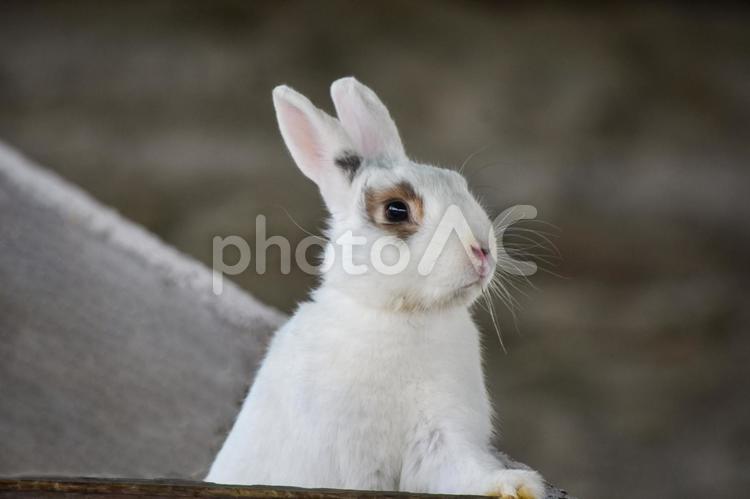 かわいいうさぎちゃん	 うさぎ,ウサちゃん,卯の写真素材