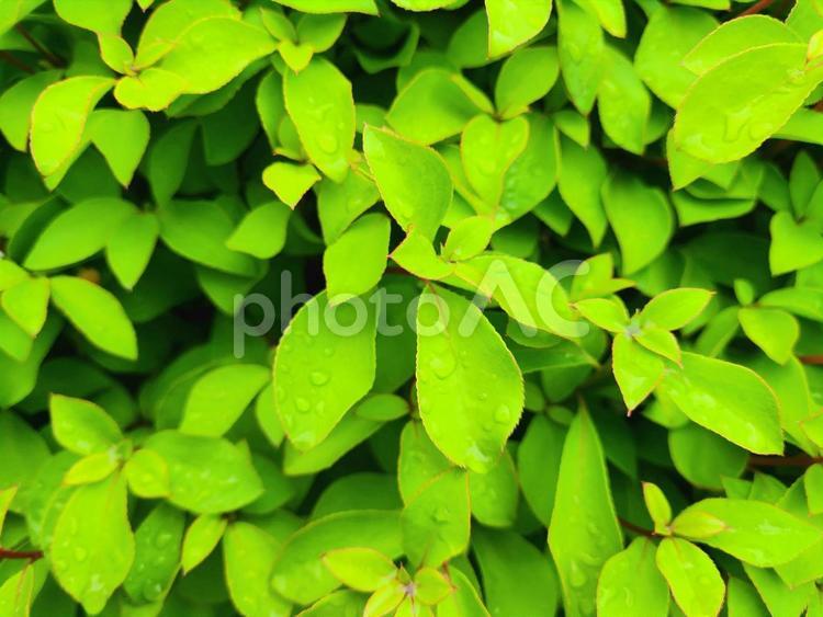 雨上がりの緑 葉,緑,雫の写真素材