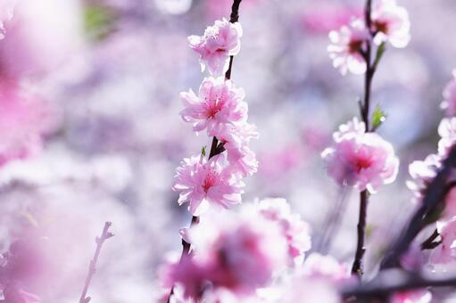 春の美しい桃の花 花,春,桃の写真素材