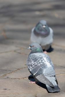 鳩2羽 鳩2羽の写真