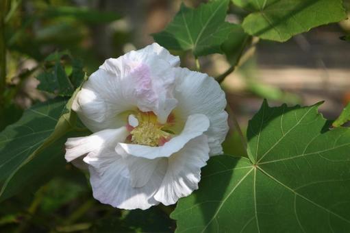 秋の花:フヨウ6 秋の花:フヨウ6の写真