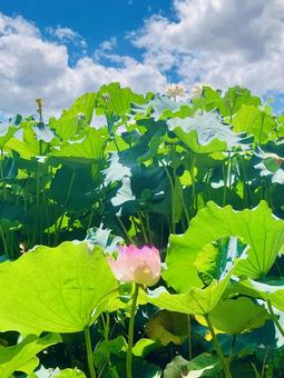 蓮の花 蓮の花 蓮,青空,雲の写真素材