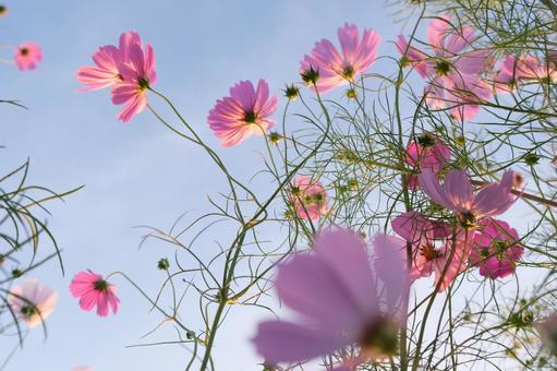 秋桜 コスモス,秋桜,花の写真素材