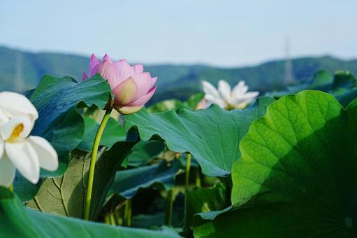 ハスの花 ハスの花の写真