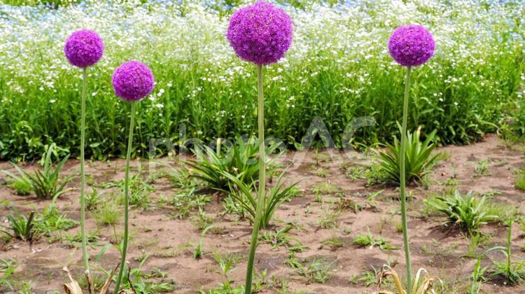 初夏の花々・佐倉市の花畑（千葉県） 初夏,花,佐倉市の写真素材