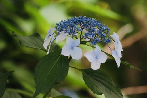 紫陽花の写真