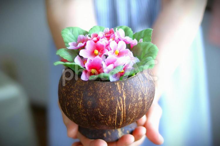 鉢植えのプレゼント 鉢植え,花,プレゼントの写真素材