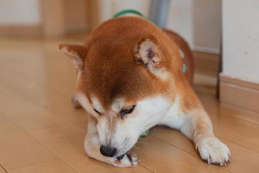 真剣な表情で前足の毛繕いをする柴犬 真剣な表情で前足の毛繕いをする柴犬 柴犬,しばいぬ,日本犬の写真素材