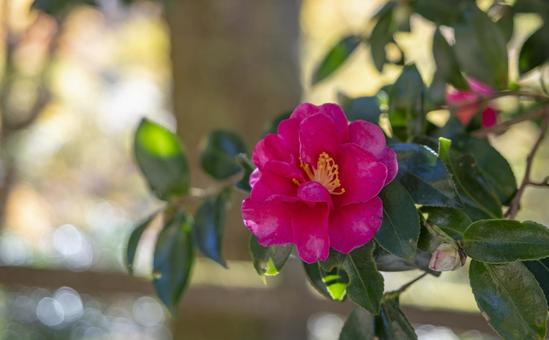 冬陽映える山茶花 冬陽映える山茶花の写真