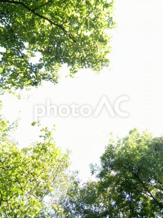 さわやかな木々 木,葉,自然の写真素材
