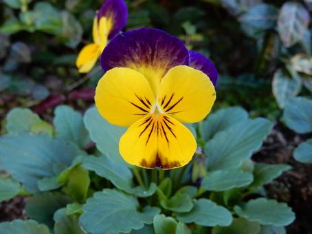 【花の写真】ピオラ ビオラ,三色菫,植物の写真素材